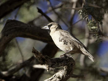 Kulala Desert Lodge: Siedelweber