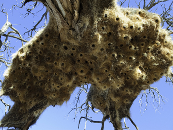 Kulala Desert Lodge: Siedelweberkolonie