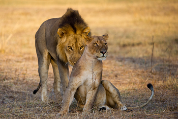 Lion Camp Lion Camp: Löwe und Löwin