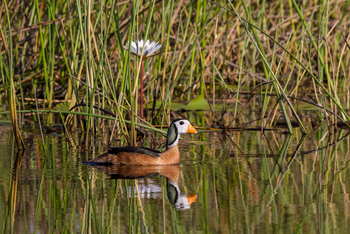 Little Vumbura Camp: Pygmy Goose