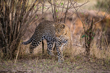 Mara Toto Tree Camp: Stealth Leopard