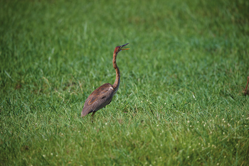 Matetsi Victoria Falls: Goliathreiher