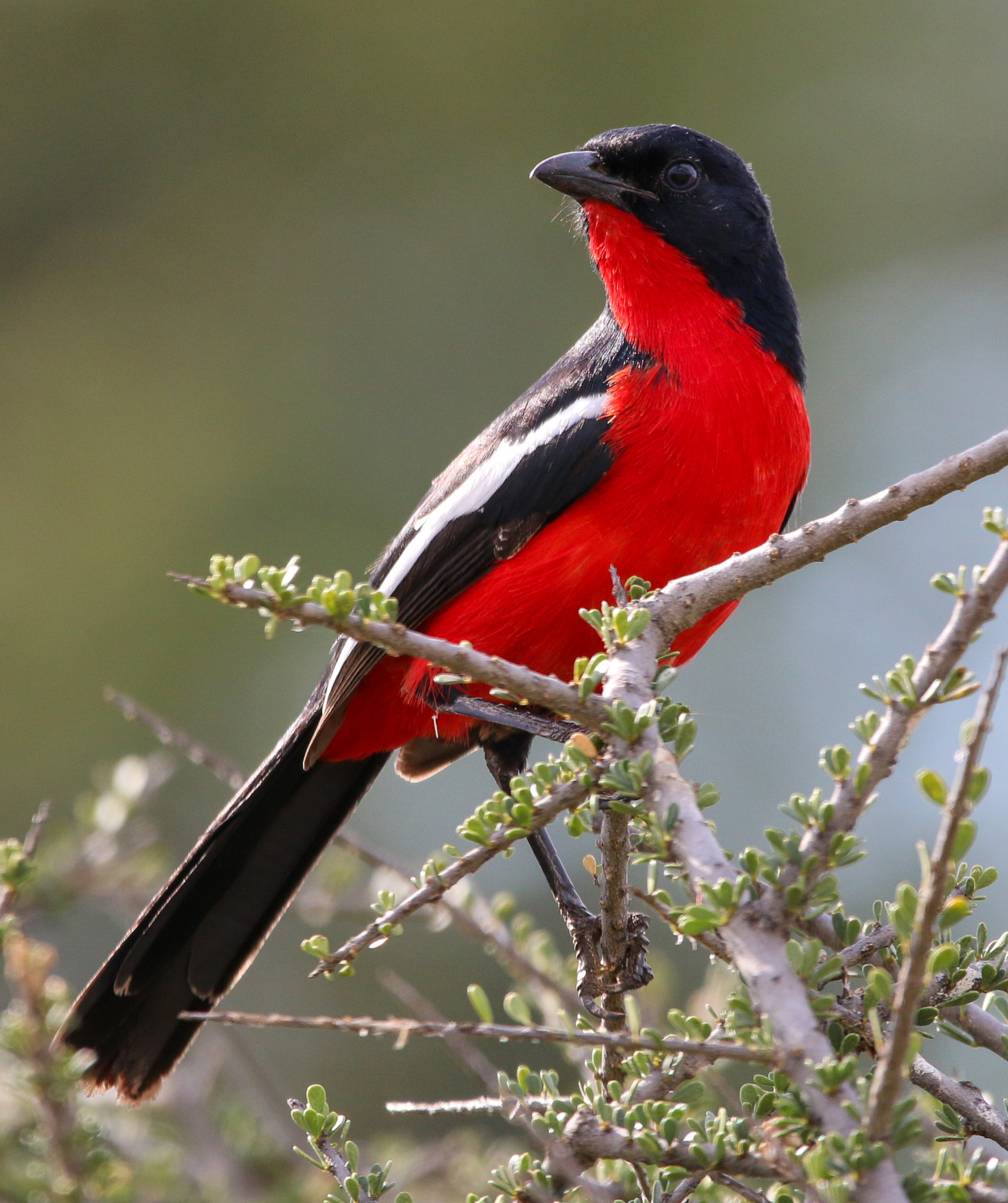 Maun Waterfront Guesthouse Maun Waterfront Guesthouse: Crimson Breasted Shrike
