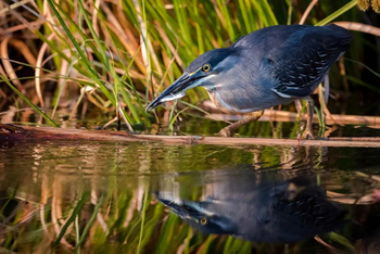 Mogogelo Camp Mogogelo Camp: Slaty Egret mit Fisch