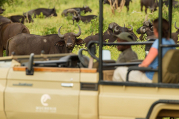 Muchenje Safari Lodge: Büffelbegegnung
