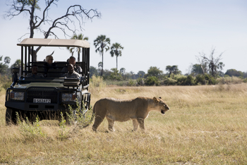 Nxabega Okavango Tented Camp: Löwenbegegnung