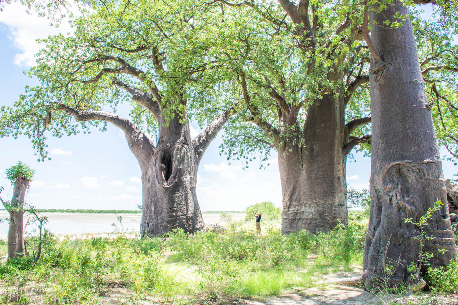 Nxai Pan Camp Nxai Pan Camp: Junges Grün auf den Baobabs
