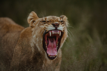 Old Traders Lodge: Gähnende Löwin