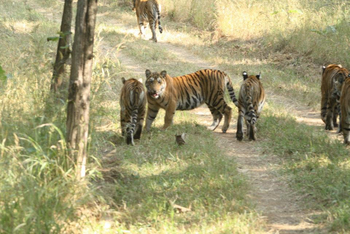 Pench Jungle Camp: Tigergruppe