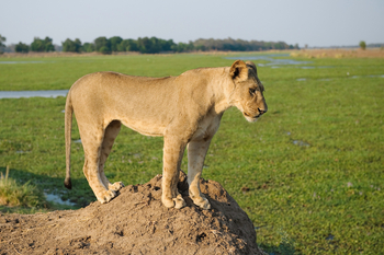 Ruckomechi Camp: Löwe auf Hügel