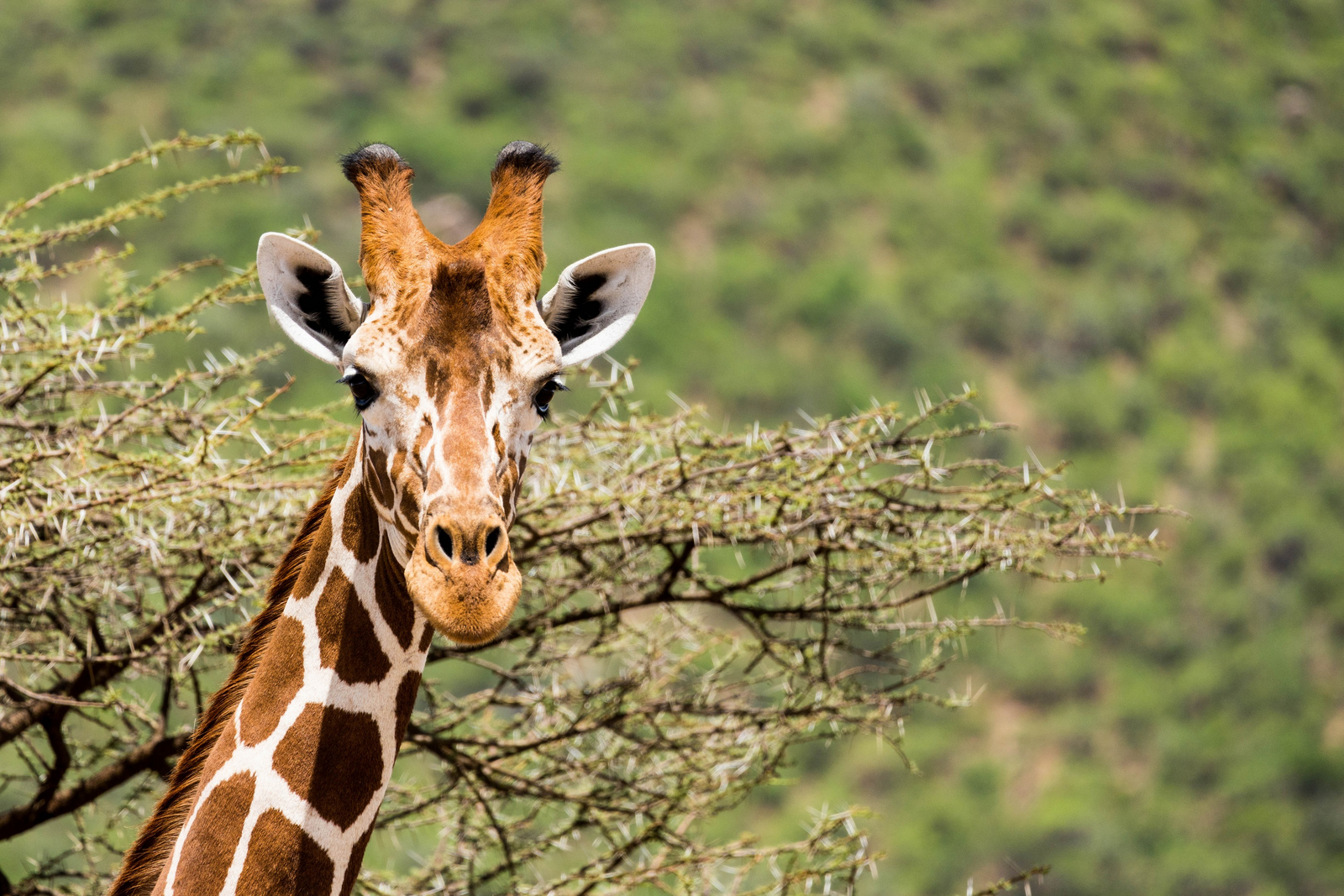 Saruni Samburu Saruni Samburu: Giraffenkopf