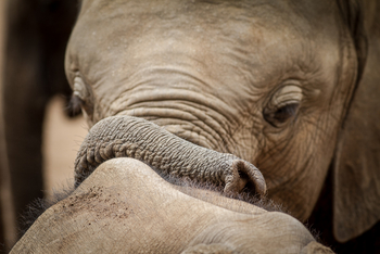 Saruni Samburu: Reteti Elephan Sanctuary
