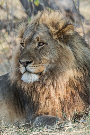 Savuti Camp Savuti Camp: Ruhender Löwe