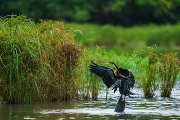 Sette Cama Eco Camp: Schlangenhalsvogel
