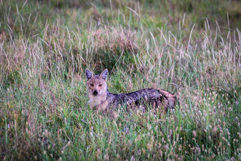 Sirikoi Lodge Sirikoi Lodge: Schakal