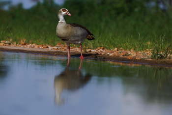 Soroi Larsens Tented Camp: Photographic Hide