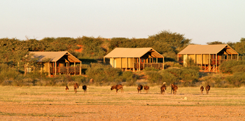 Suricate Tented Camp: Gnus vor dem Camp