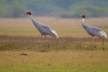 TUTC Sawai Shivir: Saruskraniche