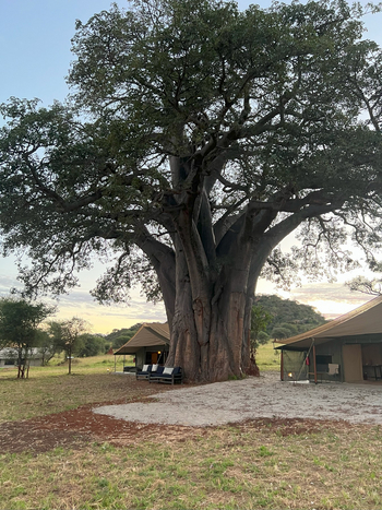 Tarangire Kati Kati Tented Camp: Großer Baum im Hauptbereich