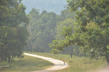 Tathastu Resort Pench: Wildhundrudel