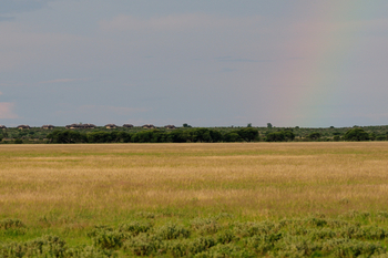 Tau Pan Camp Tau Pan Camp: Graslandschaft