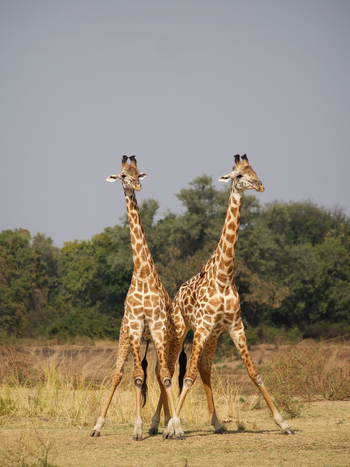 Time + Tide South Luangwa: Giraffenbullen