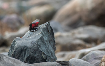 Vanghat: Wallcreeper