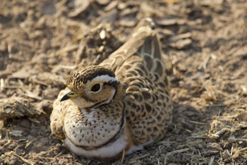 Vundu Camp Vundu Camp: Bindenrennvogel
