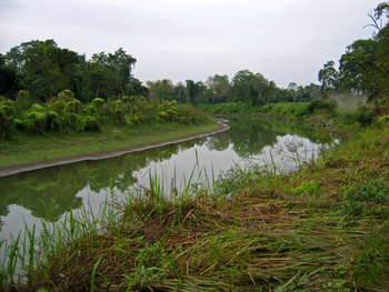 Wald, Grasland und Kanal in Kaziranga