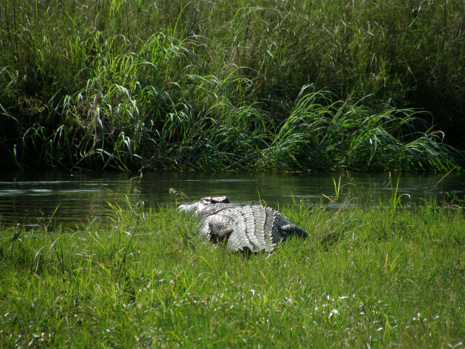 Wasa Lodge Wasa Lodge: Nilkrokodil