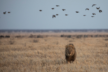 Wilderness Mokete Camp: König der Tiere