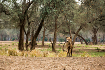 Amanzi Camp: Tüpfelhyäne
