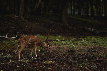 Bandhav Vilas: Axishirsch