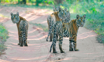 Bandhavgarh Jungle Lodge: Tigerfamilie