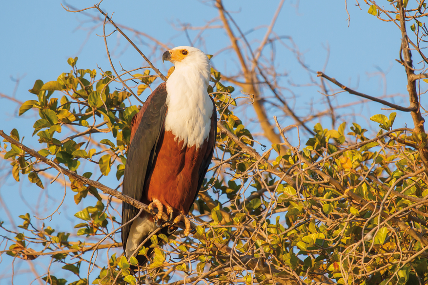 Belmond Eagle Island Lodge