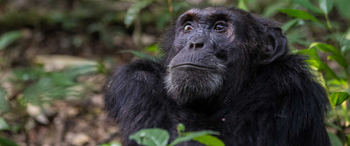 Budongo Eco Lodge: Schimpanse