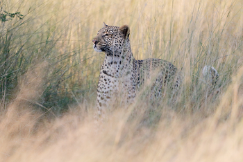 Camp Linyanti Camp Linyanti: Leopard