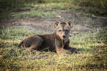 Chief's Island: Hyänenwelpe im Gras