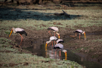 Chikwenya Camp Chikwenya Camp: Nimmersatt am Wasser