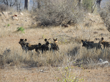 Chilo Ivory Trail Adventure: Wildhundrudel