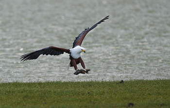 Elewana Tortilis Camp: African Fish Eagle