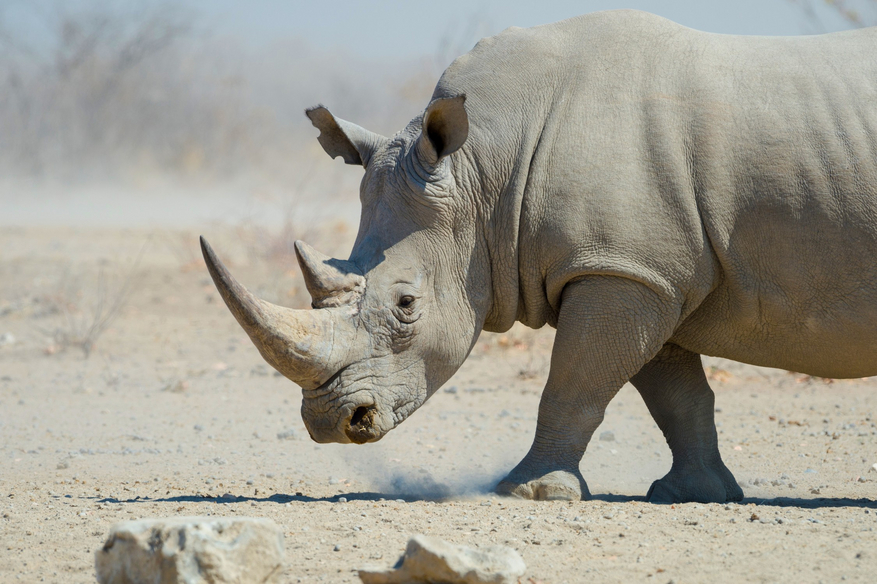 Etosha Heights Game Reserve