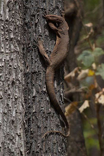 Flame of the Forest Safari Lodge: Waran