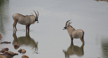 Ghoha Hills Savuti Lodge Ghoha Hills Savuti Lodge: Rappenantilopen