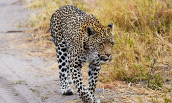 Ghoha Hills Savuti Lodge Ghoha Hills Savuti Lodge: Streundender Leopard