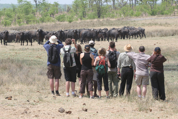 Hwange Bush Camp: Walking Safari