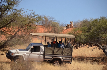 Kalahari Game Lodge Kalahari Game Lodge: Löwengruppe
