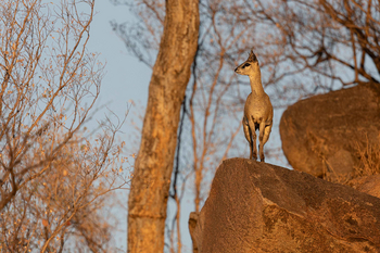 Koro River Camp: Klipspringer