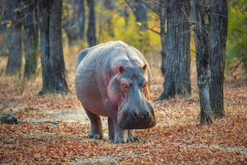 Kuthengo Camp: Perambulating Hippo
