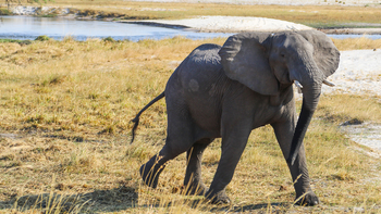 Lianshulu Lodge Lianshulu Lodge: Junger Elefant